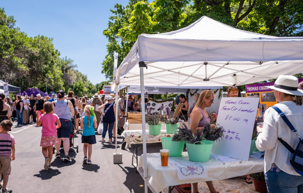 Reno, NV - July 10, 2022: People looking at Lavender bunches at a stand selling at the Sierra Nevada Lavender and Honey Festival.