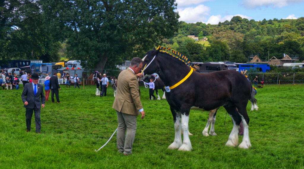 Ashover Show is a quirky and small traditional agricultural show, that is located in the picturesque village of Ashover in Derbyshire. It is a traditional show that features various displays of animals, arts and crafts plus has various stalls and trade stands for trades and visitors alike.