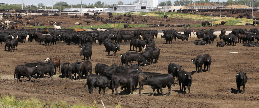 A big herd of cattle in a Kansas feedlot.